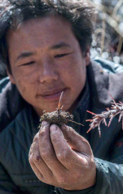 F2FTG5 Litang, Ganzi, CHN. 6th May, 2014. Litang, CHINA - May 6 2015: (EDITORIAL USE ONLY. CHINA OUTi¼Ancuo's showing cordyceps he dug out. Highly priced Chinese herbs cordyceps is known as gold of snow mountain. And local herdsmen in Litang County cross mountains to collect cordyceps at beginning of May every year. © SIPA Asia/ZUMA Wire/Alamy Live News